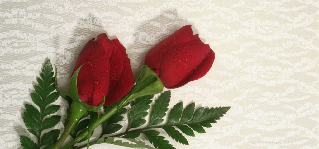 P-204 2 Red Roses